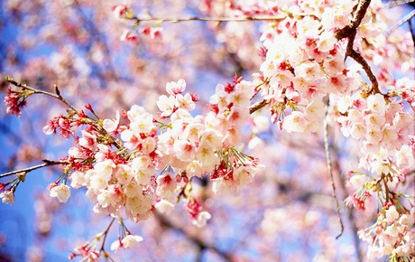 ServerMan(Entry)からさくらインターネットVPS(1G)プランへの変更で速度3倍、容量10倍に