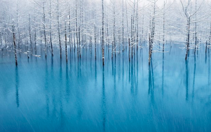 美瑛町の青い池