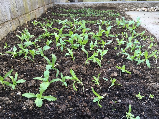 春菊の間引き 2